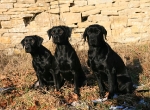 Unsere Hunde